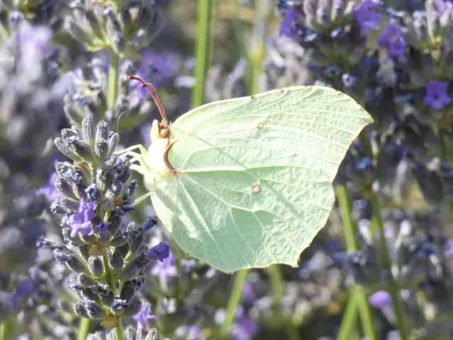 Gonepteryx rhamni - citromlepke