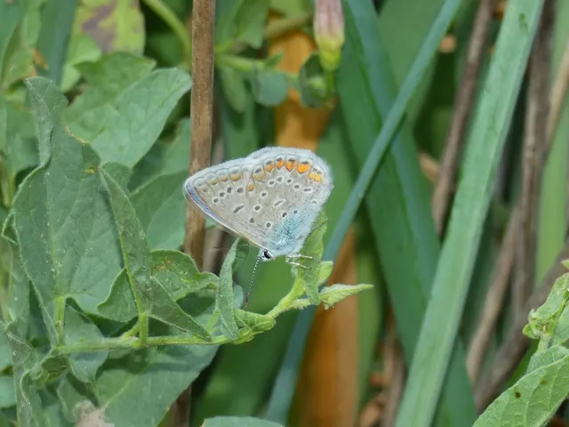 Polyommatus icarus - közönséges boglárka