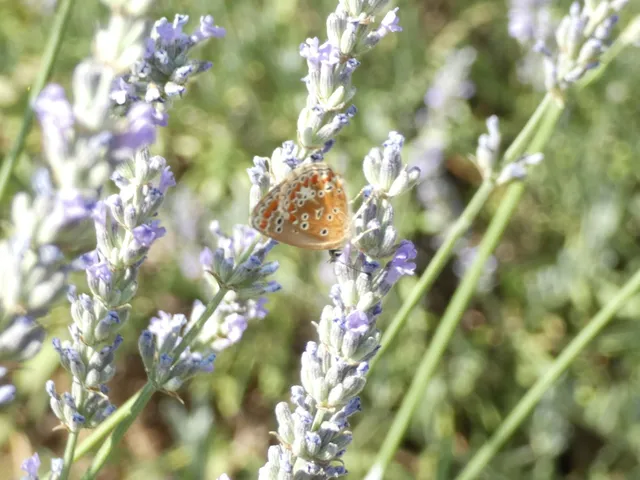 Aricia agestis - szerecsenboglárka