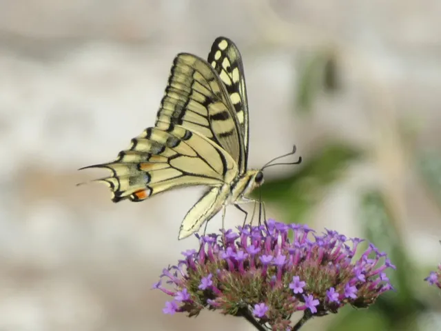 Papilio machaon - fecskefarkú lepke