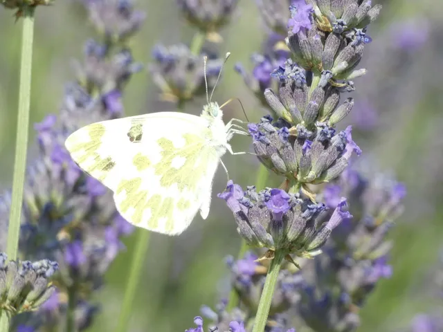 Pontia edusa - rezedalepke