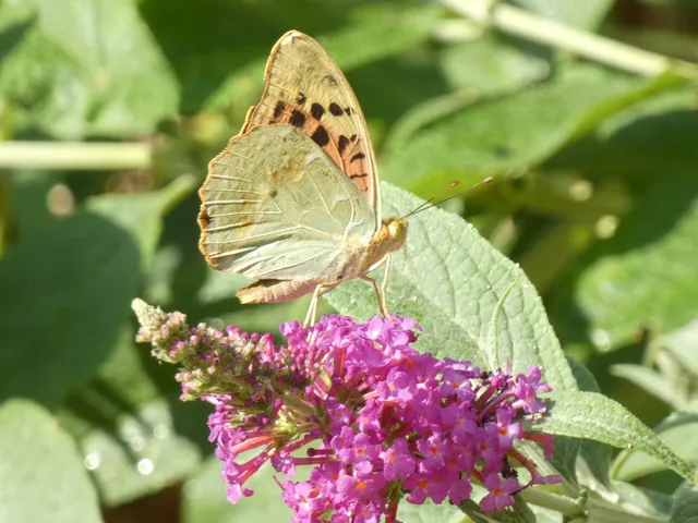 Argynnis pandora - zöldes gyöngyházlepke