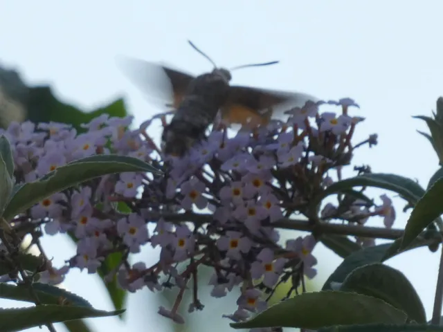 Macroglossum stellatarum - kacsafarkú szender