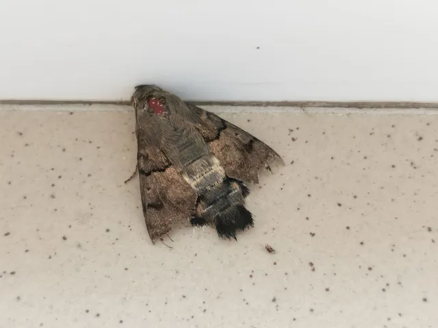 Macroglossum stellatarum - kacsafarkú szender