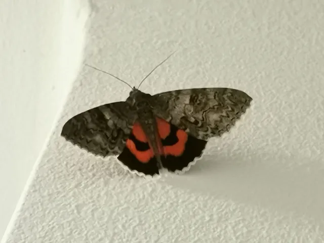 Catocala nupta - piros övesbagoly