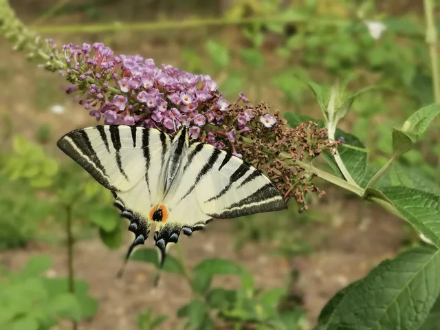 Iphiclides podalirius - kardoslepke