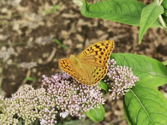 Argynnis pandora - zöldes gyöngyházlepke