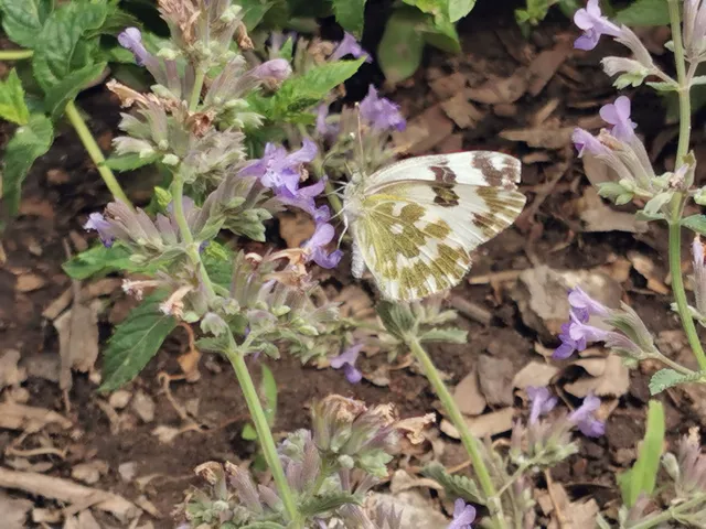 Pontia edusa - rezedalepke