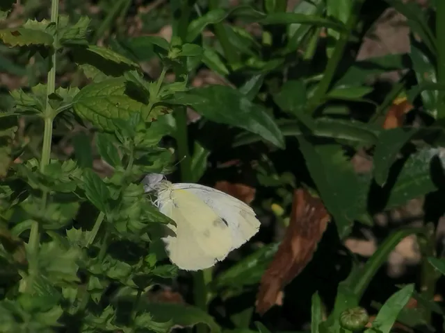 Pieris rapae - répalepke
