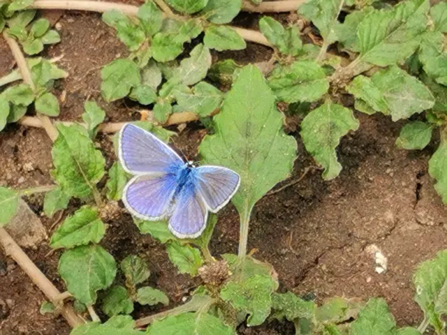 Polyommatus icarus - közönséges boglárka