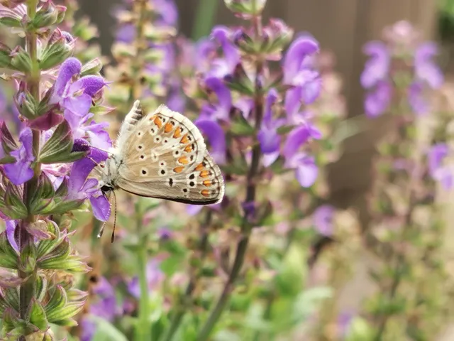 Aricia agestis - szerecsenboglárka