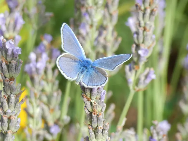 Polyommatus icarus - közönséges boglárka