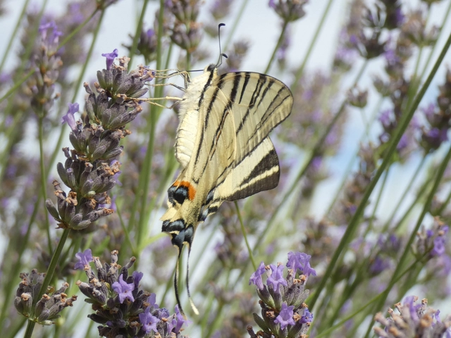 Iphiclides podalirius - kardoslepke