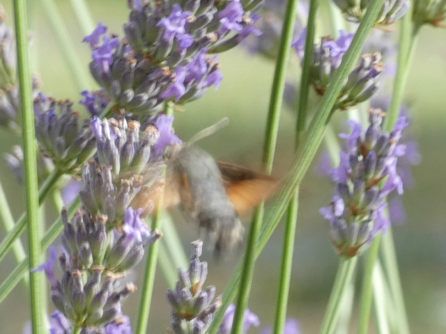 Macroglossum stellatarum - kacsafarkú szender