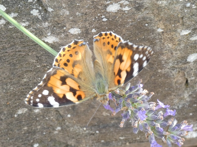 Vanessa cardui - bogáncslepke