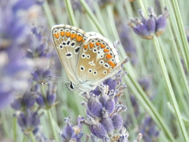 Aricia agestis - szerecsenboglárka