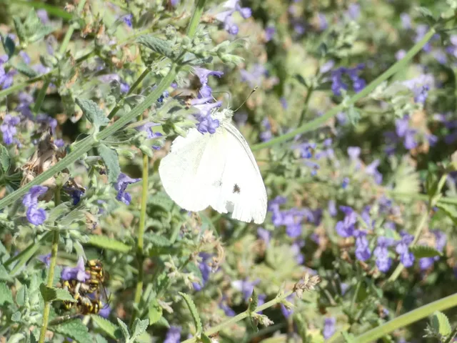 Pieris rapae - répalepke