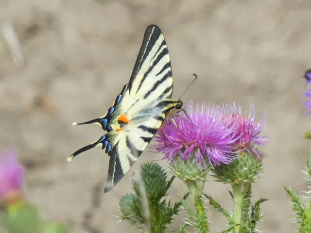 Iphiclides podalirius - kardoslepke