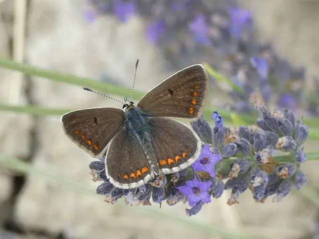 Aricia agestis - szerecsenboglárka