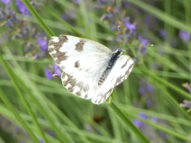 Pontia edusa - rezedalepke