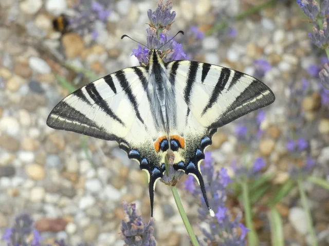 Iphiclides podalirius - kardoslepke