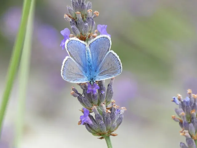Polyommatus icarus - közönséges boglárka