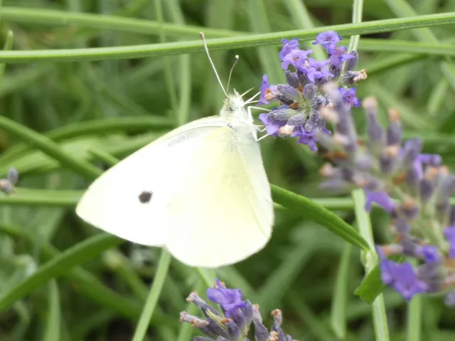 Pieris rapae - répalepke