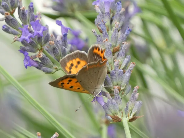 Lycaena phlaeas - közönséges tűzlepke