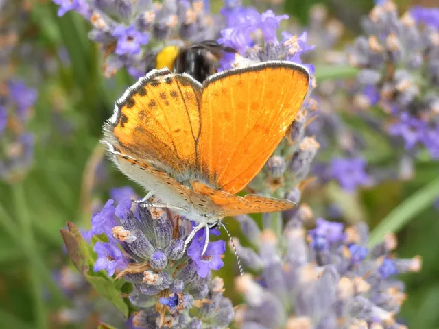 Lycaena thersamon - kis tűzlepke