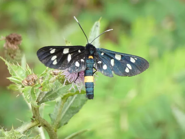 Amata phegea - fehérpettyes álcsüngőlepke