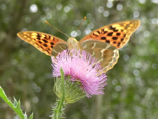 Argynnis pandora - zöldes gyöngyházlepke