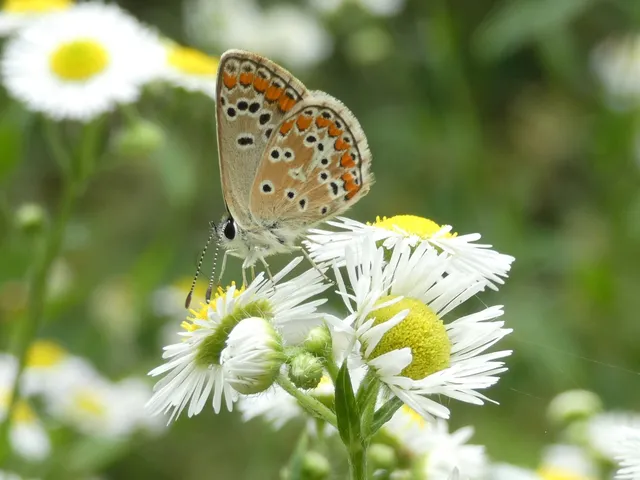 Aricia agestis - szerecsenboglárka