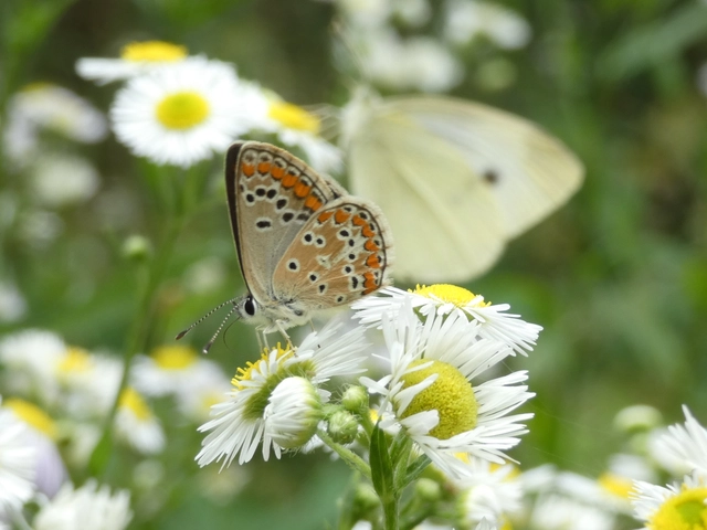 Pieris rapae - répalepke