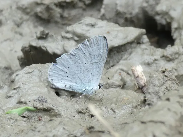 Celastrina argiolus - bengeboglárka