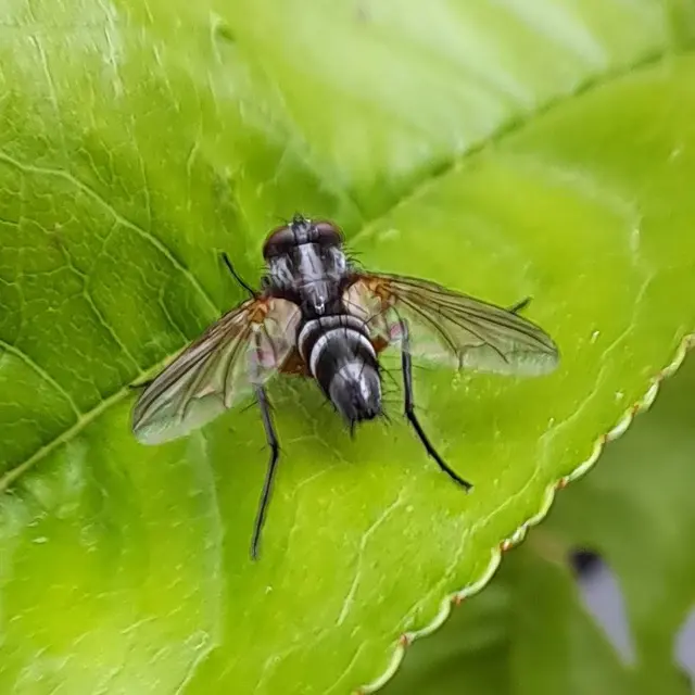 Diptera - Kétszárnyúak