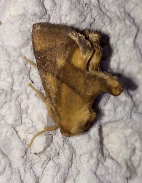 Apoda limacodes - kagylólepke