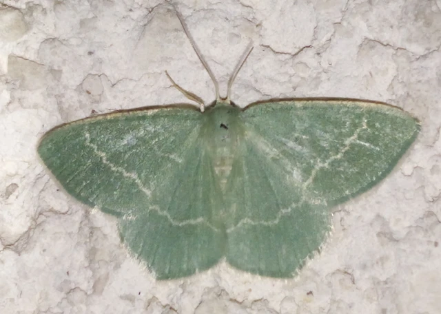 Chlorissa cloraria - sárgászöld araszoló