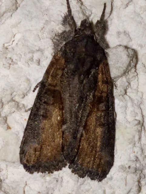 Bryophila raptricula/felina