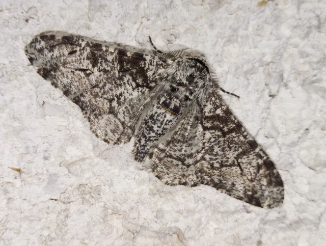Biston betularia - szürkepettyes araszoló