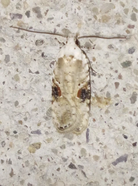 Agonopterix alstromeriana - bürök-laposmoly