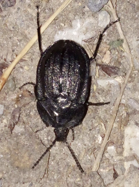 Phosphuga atrata - bordás csigarabló