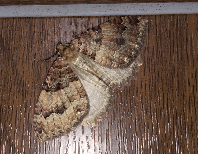 Triphosa dubitata - kutyabenge-araszoló