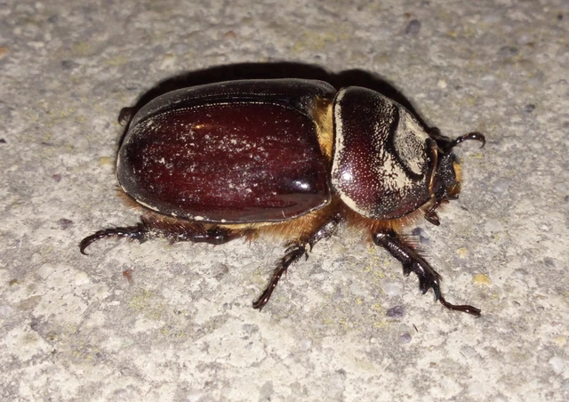 Oryctes nasicornis - orrszarvú bogár