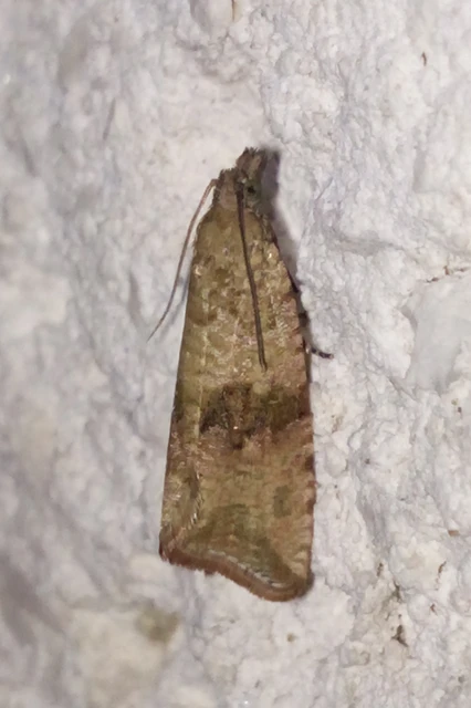 Celypha striana - pitypangfúró tükrösmoly