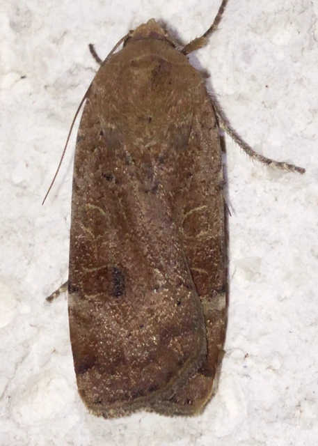 Noctua interposita - köztes sárgafűbagoly