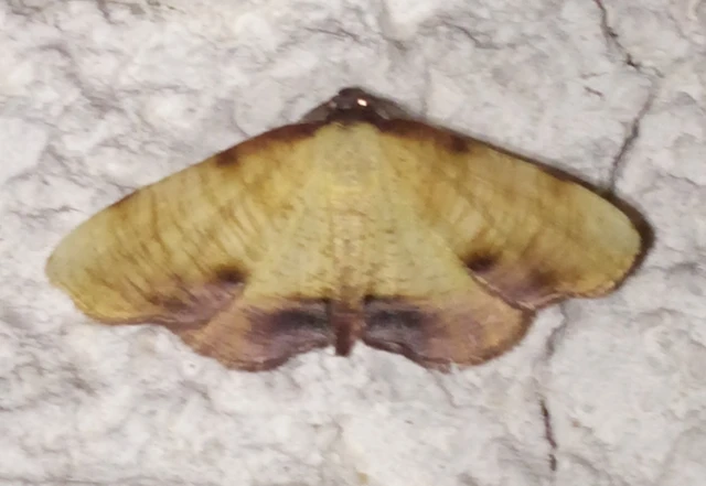 Plagodis dolabraria - baltaszárnyú araszoló