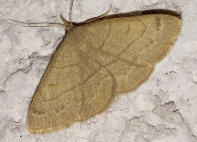 Paracolax tristalis - sárgás karcsúbagoly