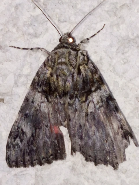 Catocala promissa - kis tölgyfa-övesbagoly