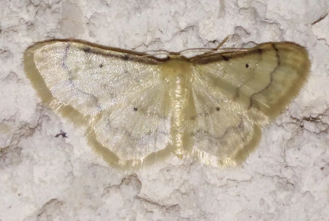 Idaea politaria - vonalas apróaraszoló