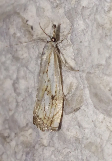 Catoptria falsella - hálós fűgyökérmoly